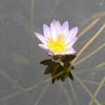 Nymphaea lotus Fiore