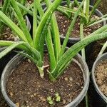 Dracaena stuckyi Blatt