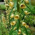 Digitalis ferruginea Blüte