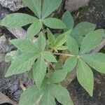 Cleome spinosa List