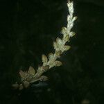 Prescottia stachyodes Fruto