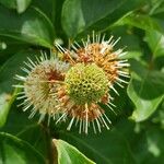 Cephalanthus occidentalis Плод