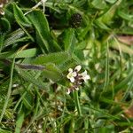 Arabis ciliata पत्ता