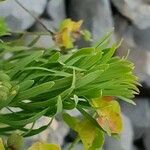 Euphorbia cyparissias Lehti