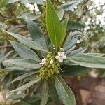 Myoporum tetrandrumLeaf