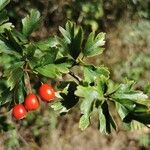 Crataegus azarolusഇല