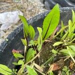 Lactuca indica Hoja