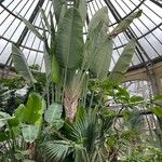 Ravenala madagascariensis Hábitos