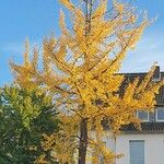 Ginkgo biloba Pokrój