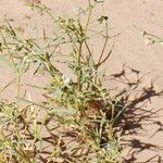 Euphorbia calyptrata Hoja
