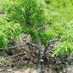 Quercus acutissima Συνήθη χαρακτηριστικά