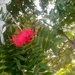 Calliandra surinamensis 果実