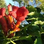 Campsis radicans花