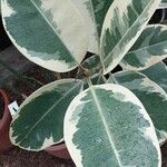 Ficus elastica Folha