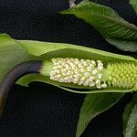 Arisaema tortuosum Агульны выгляд