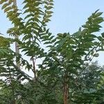Ailanthus altissima Deilen