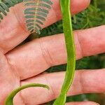 Prosopis juliflora Плод