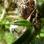 Angraecum obversifolium Övriga