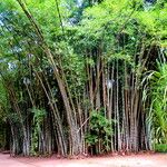 Dendrocalamus giganteus Habit