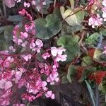 Begonia hydrocotylifolia Flower