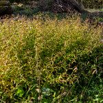 Persicaria hydropiper Flower