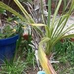 Cordyline australis 叶