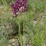 Anacamptis × menosii Buveinė