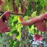 Aristolochia littoralis Habitus