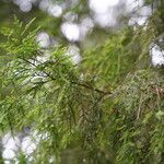 Dacrycarpus dacrydioides Leaf