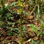 Ophrys lutea 花