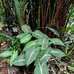 Caladium lindenii Yaprak