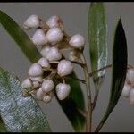 Arctostaphylos stanfordiana Blüte