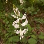 Polygala anatolica Flower