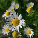 Tripleurospermum inodorum Flor