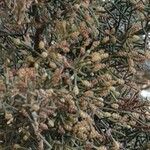 Juniperus canariensis Λουλούδι