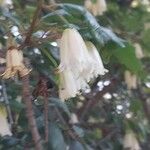 Crinodendron patagua Flor