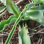 Chlorophytum africanum Folio