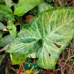 Syngonium podophyllumLeaf