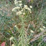 Pseudognaphalium undulatum Flower