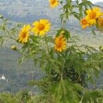 Tithonia diversifolia Kwiat