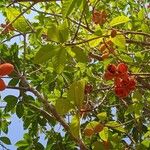 Sterculia foetida Frukto