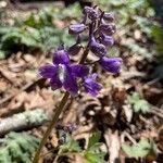 Delphinium tricorne ফুল