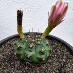 Gymnocalycium anisitsii Ліст