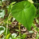 Stephania japonica Leaf