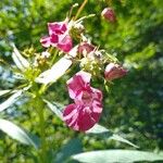 Impatiens glandulifera ᱵᱟᱦᱟ