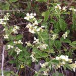 Lippia origanoides Агульны выгляд