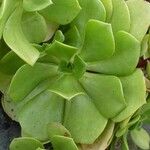 Aeonium glutinosum Blatt