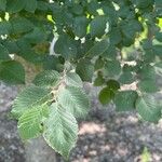 Ulmus carpinifolia Feuille