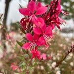 Gaura lindheimeriFlor