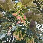 Acer pseudoplatanus Květ